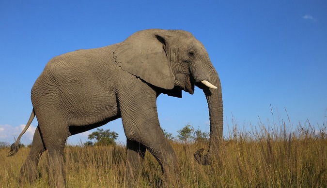 African elephant in Zimbabwe grassland 