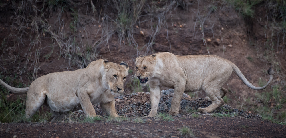 Full-bellied lions