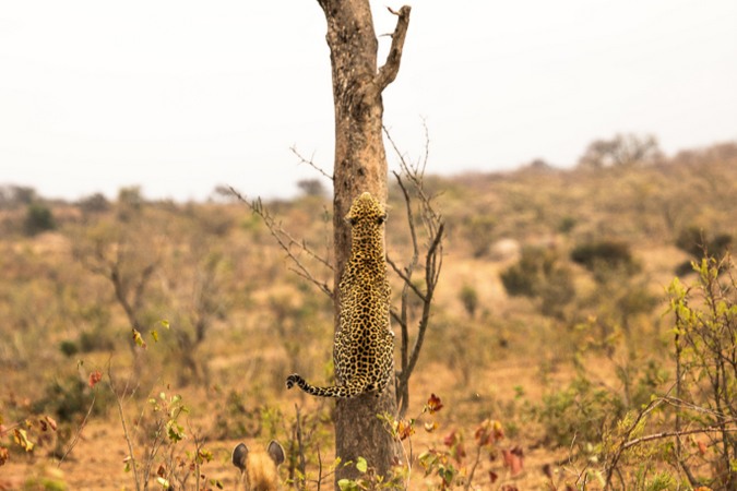 Leopard climbing tree