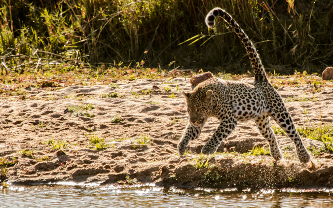 Leopard jumping over water
