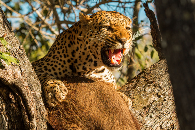 Leopard with kill in tree