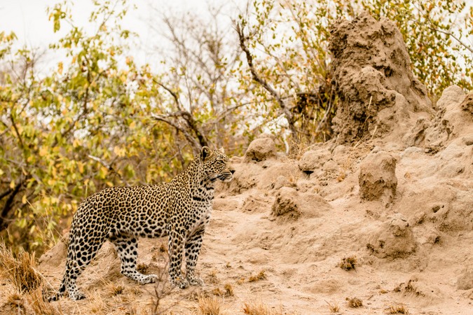 African leopard in the wild