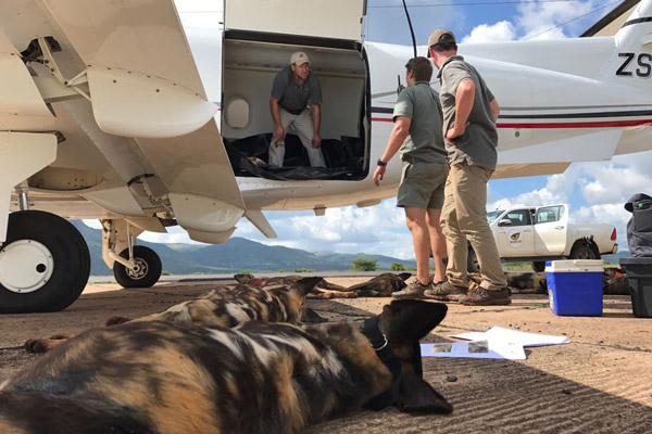 Wild dogs return to Gorongosa