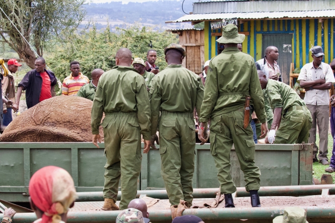 Tranquillised elephant on trailer with rangers