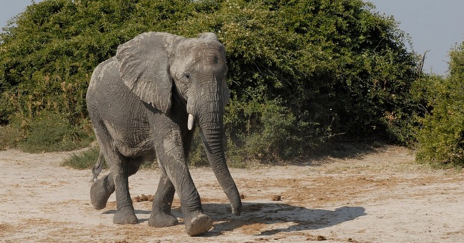 Elephant in Botswana