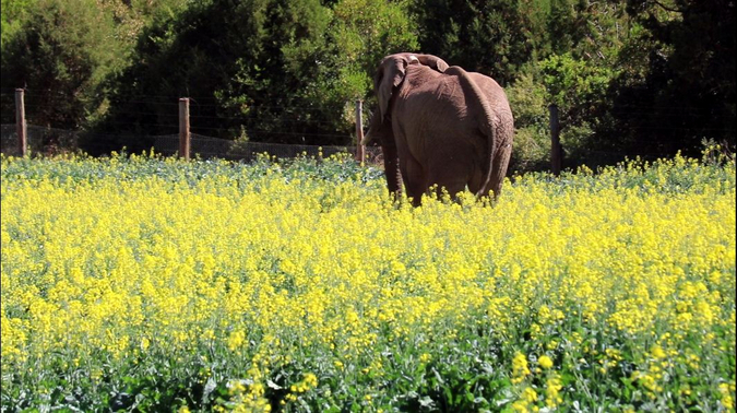 Elephant in farmer's crop field in northern Kenya