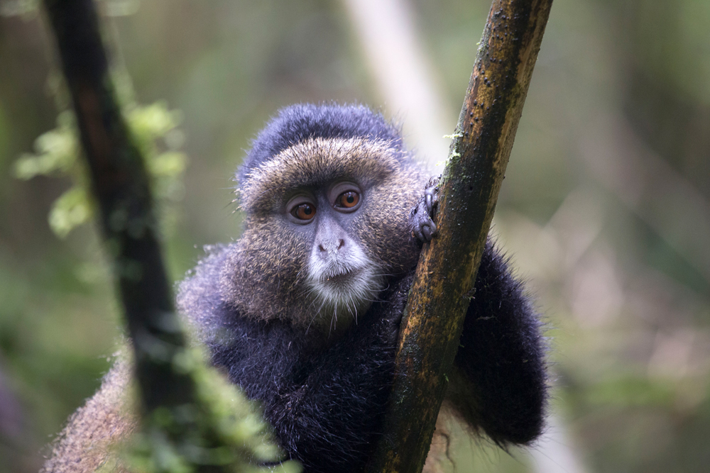 A golden monkey's expressive face