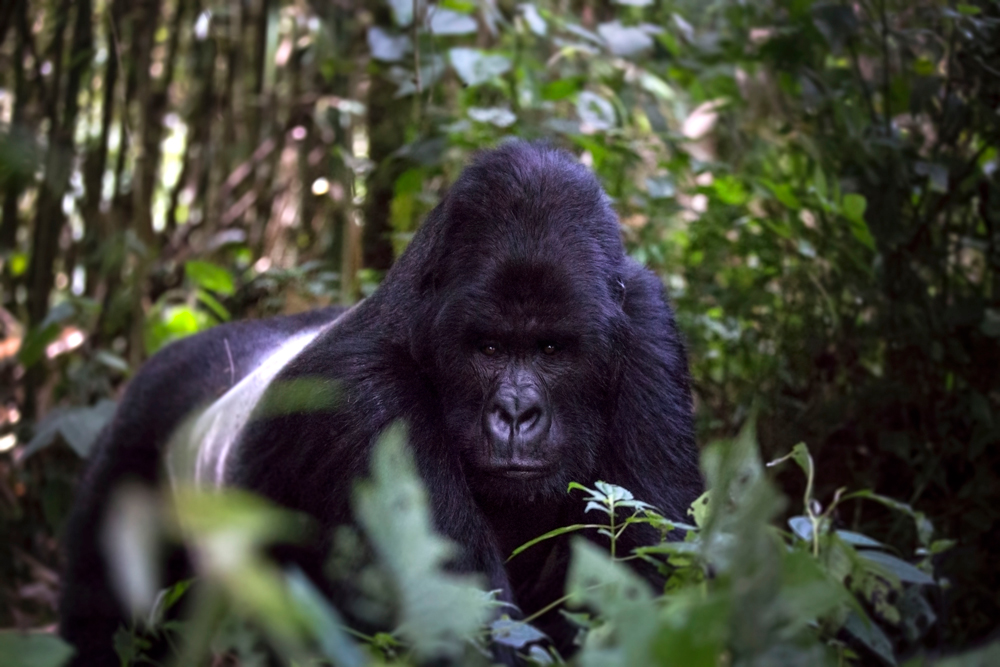 silverback gorilla