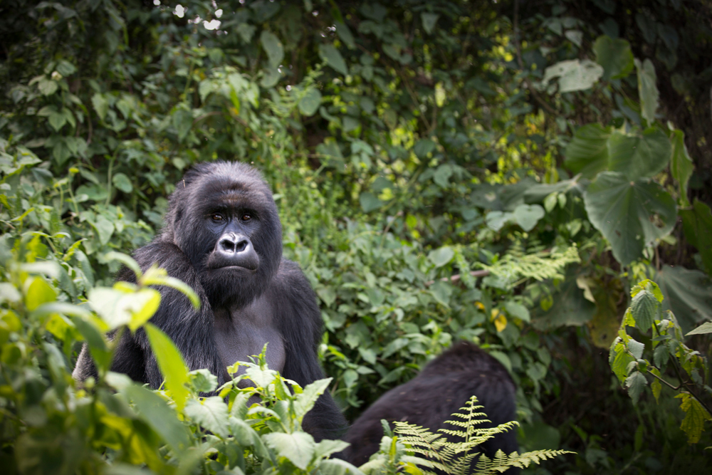 Gorilla sitting in an alcove