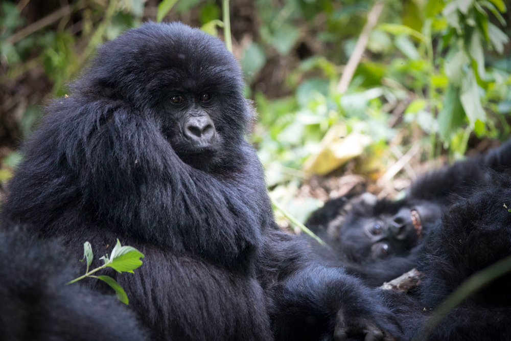 Gorillas scowling and smiling