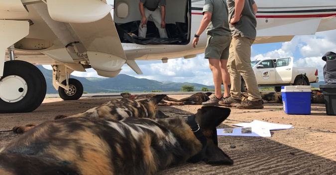 Wild dogs return to Gorongosa