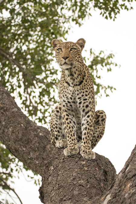 Leopard sitting in a tree in Kruger National Park, South Africa