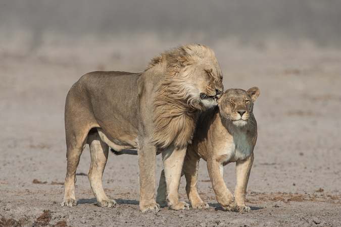 15 Lion Facts You Need To Know Africa Geographic