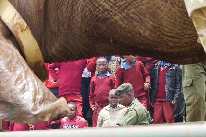 School children watch relocation of tranquillised elephant in northern Kenya