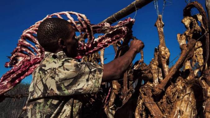 Man drying lion bones and carcass, lion bone trade