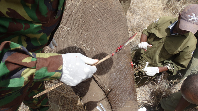 Ranger with spear taken from elephant in northern Kenya