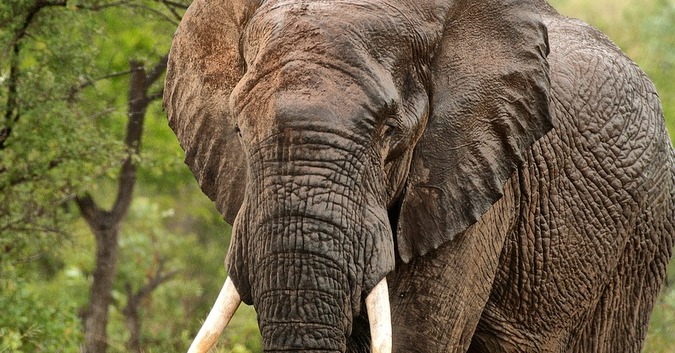 African elephant, stock