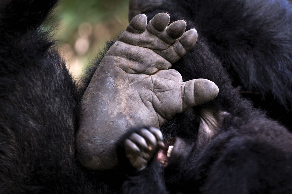 A gorilla's foot