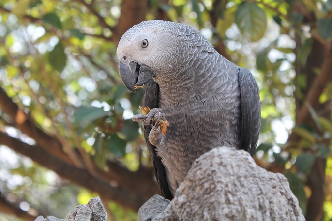 African grey parrot, stock photo