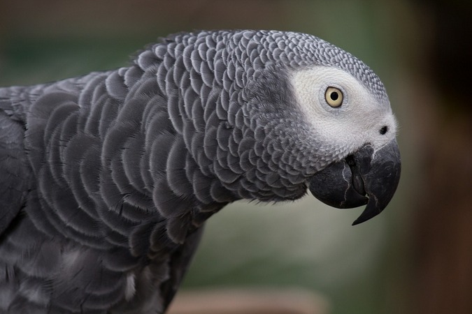 African grey parrot, stock photo