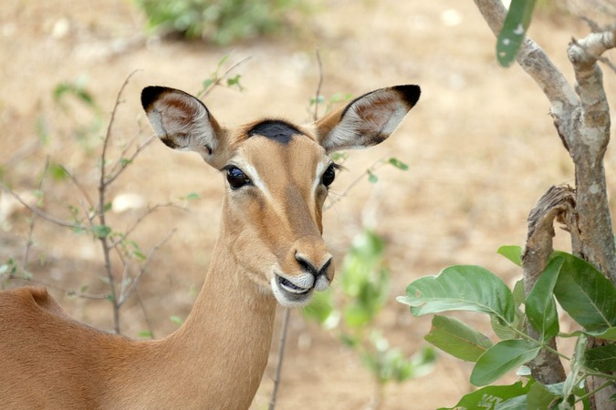 Impala ewe