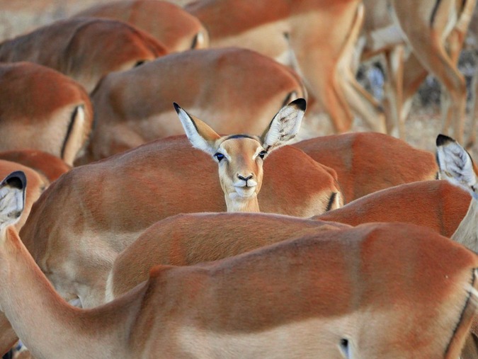 Herd of impala