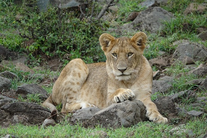 African lion, wildlife