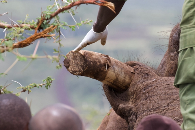 Veterinarian monitors elephant during relocation in northern Kenya
