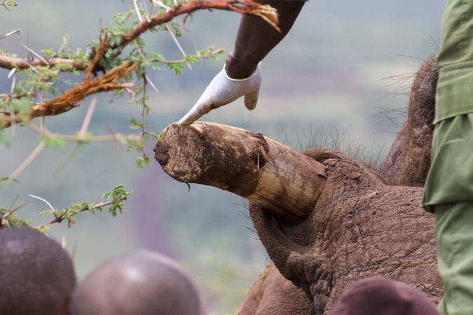 https://africageographic.com/wp-content/uploads/2018/04/tusk-001.jpg