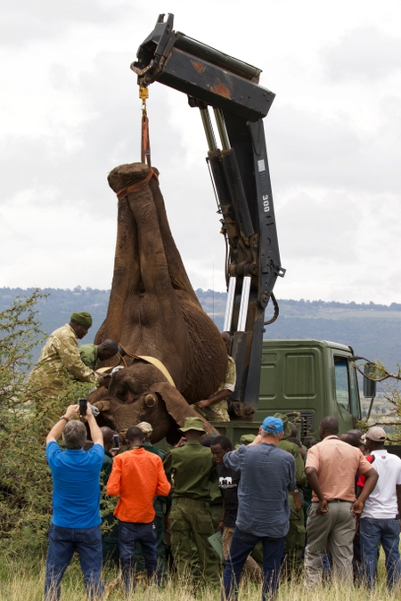 Tranquillised elephant lifted onto flatbed tralier