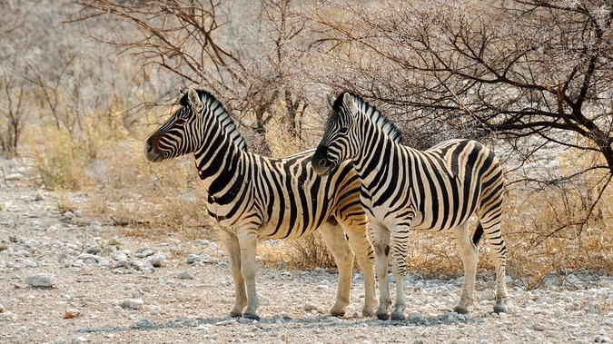 Two zebra