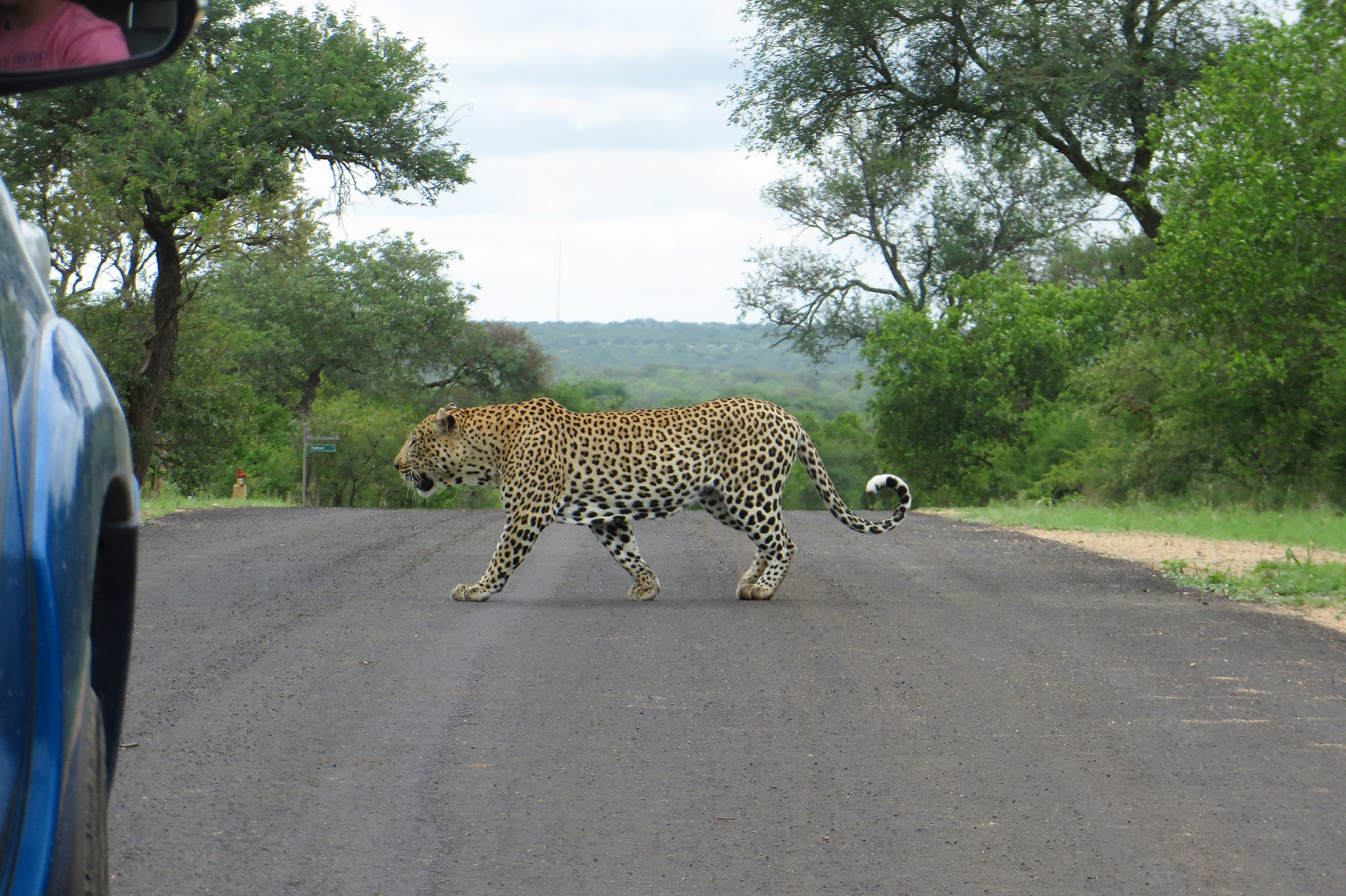 A relaxed Big Boy strolls confidently across a road