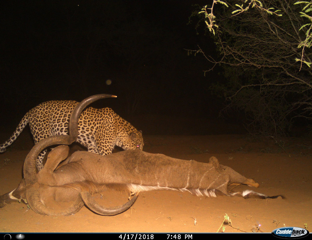 A leopard feeds on a large kudu bull on the estate