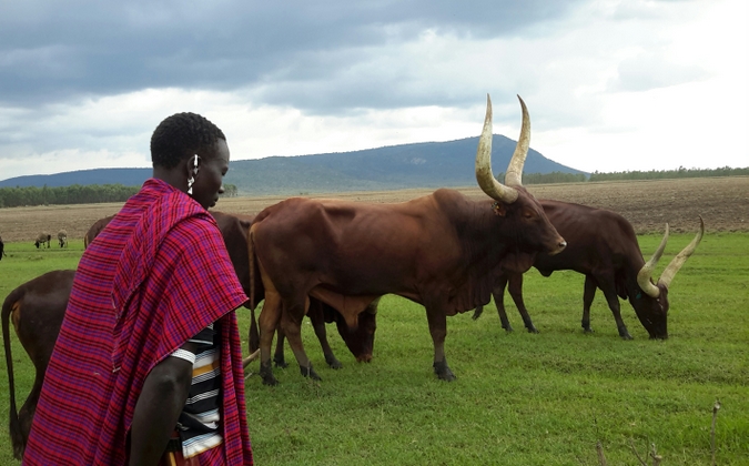 Maasai warrior with cattle in Kenya