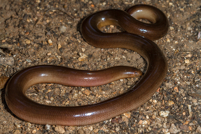 Bibron's blind snake, reptile, snakes of southern Africa