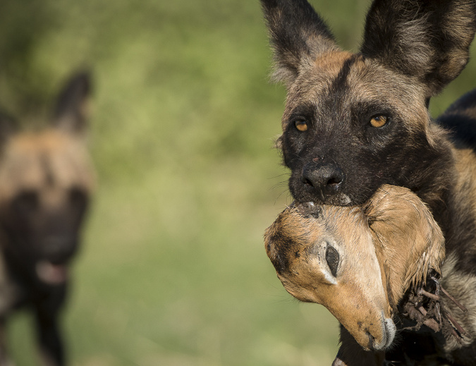 African wild dog carrying impala head in Khwai Concession, Botswana, African wildlife photography