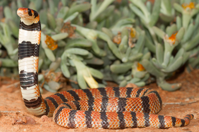 Coral shield cobra, reptile, snakes of southern Africa