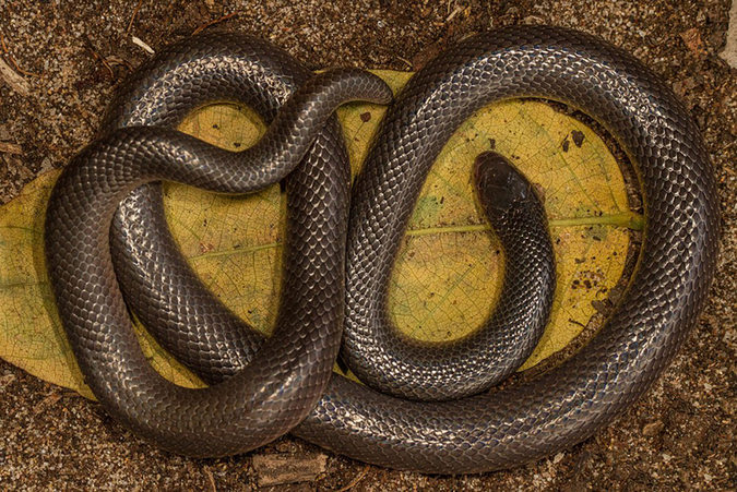 Bibron's stiletto snake, reptile, snake of southern Africa