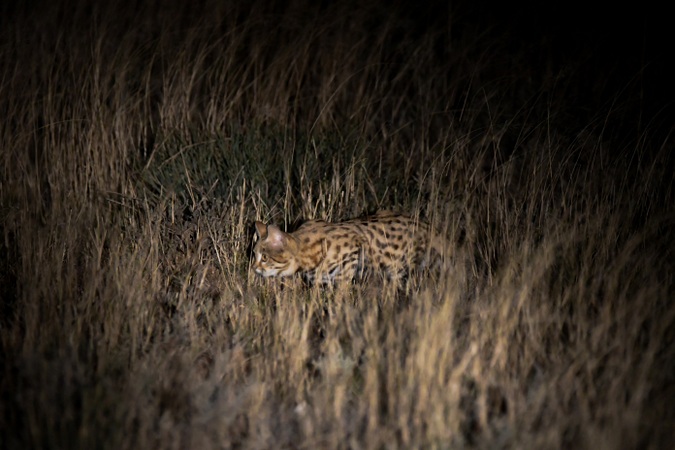 Black-footed cat in the wild, Kimberley, Northern Cape, South Africa