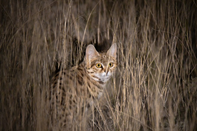 Black-footed cat in the wild, Kimberley, Northern Cape, South Africa