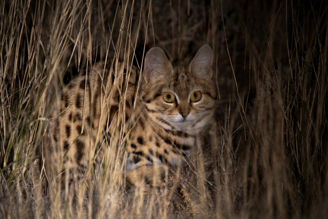 Black-footed cat in the wild, Kimberley, Northern Cape, South Africa