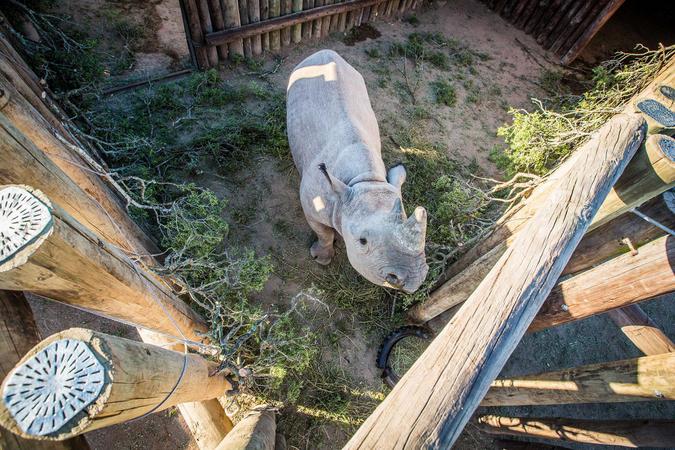 Black rhino in a boma