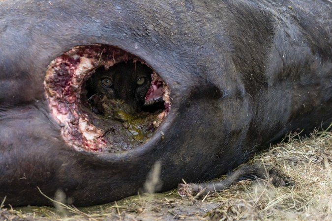 Lion staring at camera through buffalo carcass in Timbavati Private Nature Reserve, South Africa, wildlife photography 