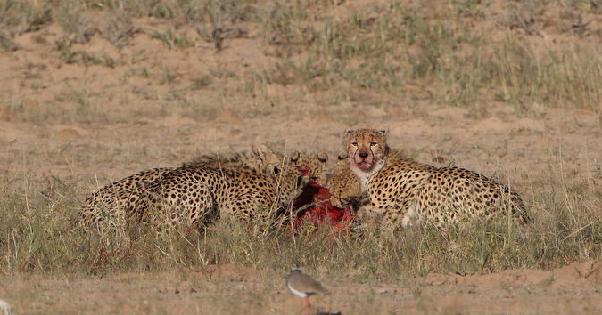 Five cheetahs eating a kill