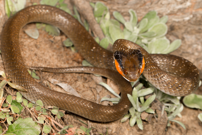 Herald snake, reptile, snake of southern Africa