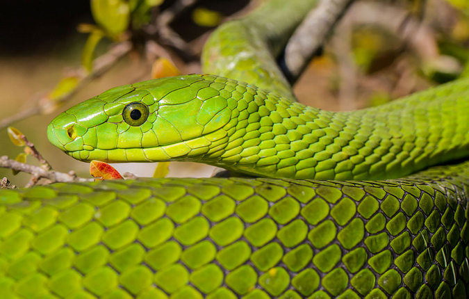 Green mamba, reptile, snake of southern Africa