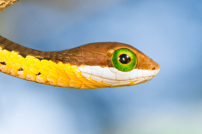 Juvenile boomslang, snake, reptile