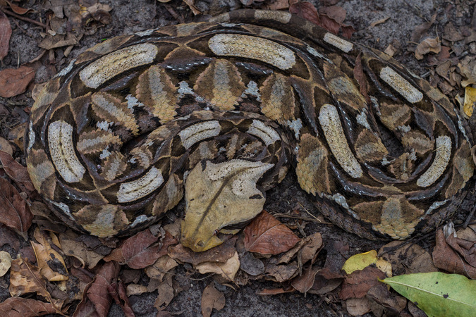 East African gaboon adder, reptile, snake of southern Africa