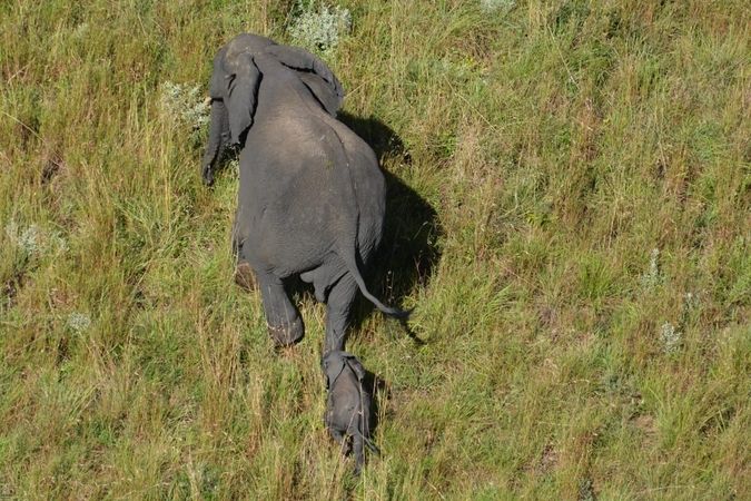 Aerial view of elephant and her calf © Peace Parks Foundation