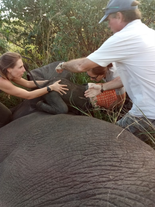 Elephant calf being kept safe while its mother was being treated for snare injury © Peace Parks Foundation